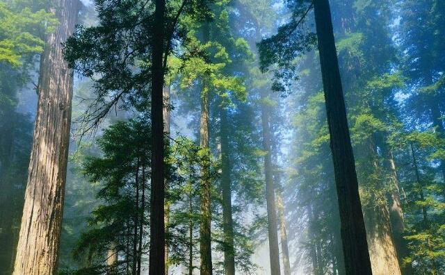 木屑顆粒機(jī)原料 木屑顆粒機(jī)原料