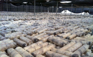 廢舊菌棒如何廢物利用？用鋸末顆粒機(jī)能增加收入